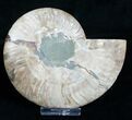 Agatized Ammonite Half - Crystal Pockets #5129-1